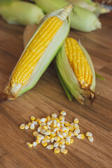 Fresh ear of corn lay down on the table with corn kernels. Corn is a healthy food and versatile use plant. They can use to eat, to make a flour or 
animal feed.