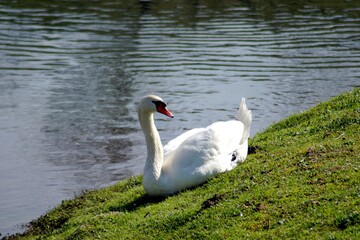 cygne