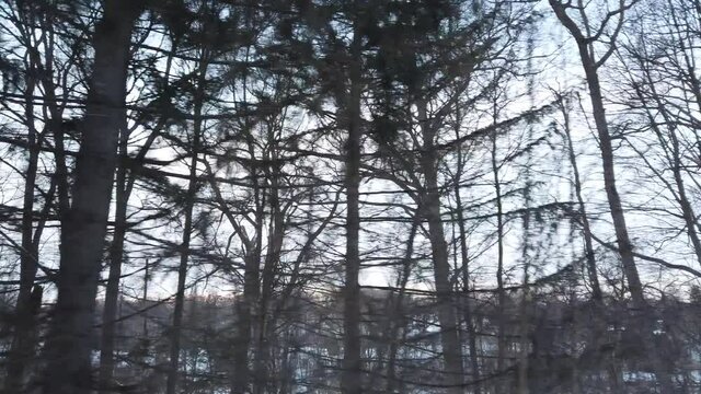 Upper Bare Forest Trees In Wintertime Driveby