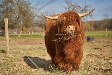 Young highland cattle calf from front. Animal with brown and long hairy coat, is standing on the pasture eating hay. Electric fence. Spring. © Jan