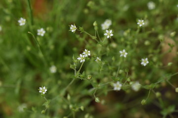 Thyme-leaved Sandwort flowers. Caryophyllaceae weed.