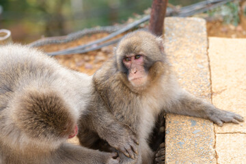 Fototapeta premium Japanese baby macaque in Arashiyama, Kyoto.