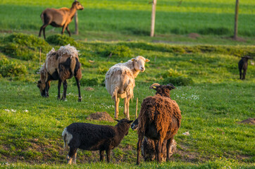 Naklejka na ściany i meble Kleine Herde Schafe im Frühjahr