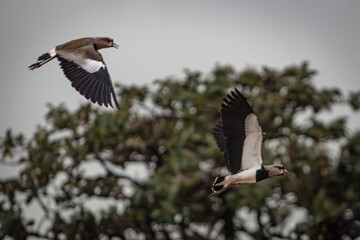 The flight of the southern bird (Brazil) or southern hawk (Portugal), Photographed in the State of Minas Gerai, Brazil