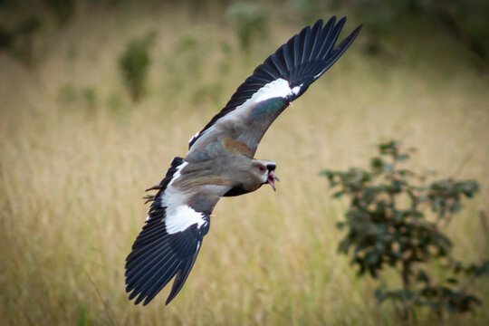The flight of the southern bird (Brazil) or southern hawk (Portugal), Photographed in the State of Minas Gerai, Brazil