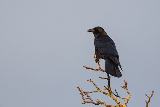 Carrion crow on the tree