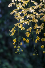 Cassia fistula, beautiful yellow flower in