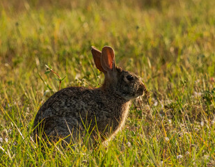 Closeup Of A Rabbit In The Grass