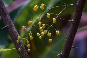 Cassia fistula, beautiful yellow flower in kerala namely kanikonna