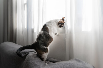 black and white cat stands on the sofa by the window