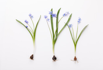 First spring bulbous flowers blue scilla on white background.