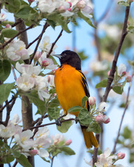 Oriole in blossoming apple tree