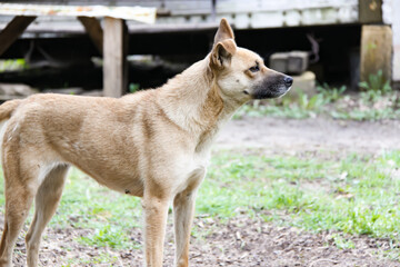 Profile of old beautiful stray dog that looking straight at the side