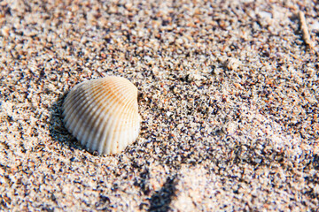Sand textured background with seashell and text space, closeup