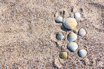 Sand textured background with silhouette of an animal toy made of seashells with text space