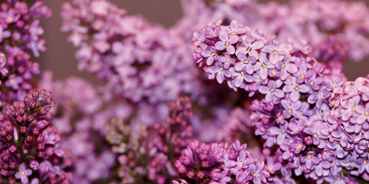 Lilak pospolity (Syringa vulgaris)