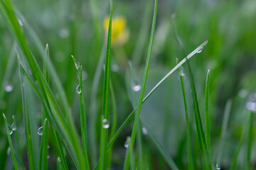 Fresh grass with drops of pure water on the stems