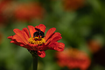 Bees in scenic flowering gardens. Healthy Environment. Selective Focus and Blured Backgrouns. Vibrant colors of spring time.