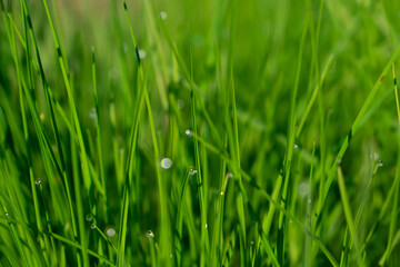 Fototapeta na wymiar Fresh grass with drops of pure water on the stems