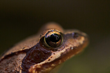 Portrait of a brown frog