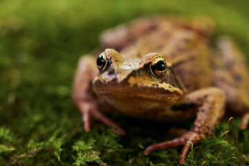 A sitting brown frog