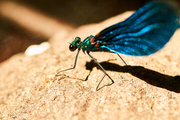 Blue dragonfly resting on a rock - 432199785