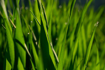 Fototapeta na wymiar Fresh grass with water drops in full frame