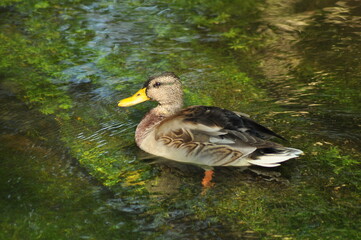 a duck on the river