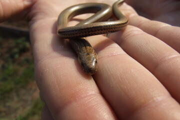 Fototapeta premium small snake in the palm