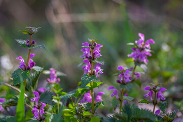 Lamium purpureum wild pink flowering purple dead-nettle flowers in bloom, group of flowering plants