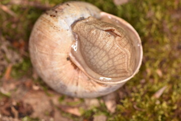 Fototapeta premium snail in forest