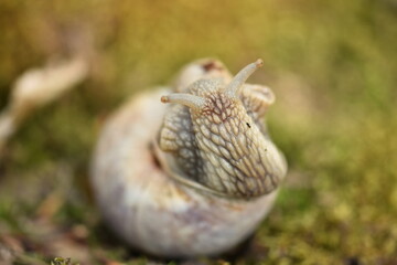 snail  in  forest