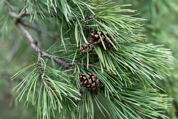 Fresh evergreen pine tree twig with long needles and cones on blurred natural background