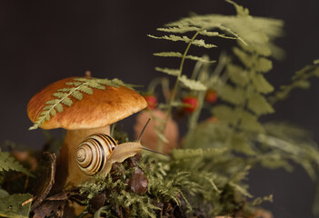 Cute snail with striped shell crawls around big boletus mushroom growing through moss and fallen leaves in the forest
