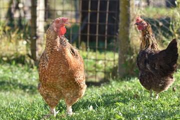 chicken in the yard of the house