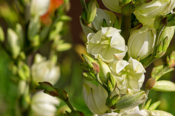 Yucca filamentosa Adams needle and thread white flowers in bloom, evergreen flowering shrub,...