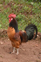 Big rooster