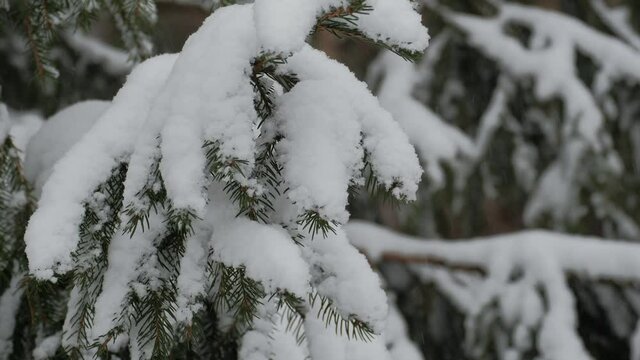 A snow-covered spruce tree in the forest during the strong snow-fall