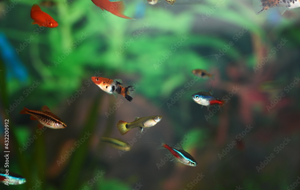 Wall mural fish in  aquarium