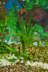 fish in  aquarium