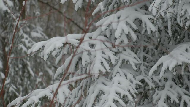 A snow-covered spruce tree in the forest during the strong snow-fall