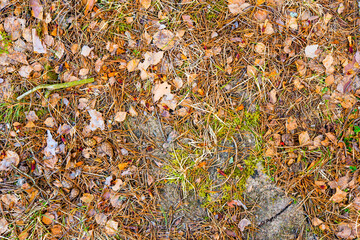 Cones and needles from coniferous trees lie on the ground in the forest. Close up view from above