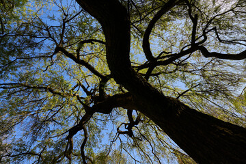 Tree weeping willow (Salix chrysocoma, goldene Trauerweide) Flowering plant in spring with brown stem and green leaves. Silhouette dark in shadow. Oblique view from below.