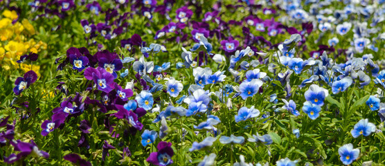 Violet and Blue flower field decoration