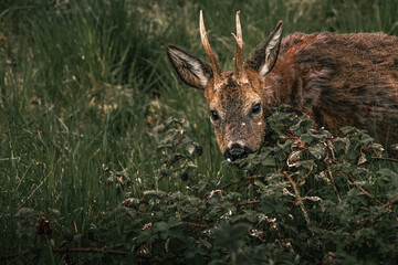 A lonely, wild male deer astray from a forest in Rheinland-Pfalz, Germany. With a distraught expression and messy fur, the deer is snacking on some leaves. Picture was taken in Spring. 