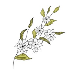 Beautiful branch, great design for any purposes. Isolated background.