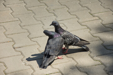 Obraz premium two pigeon