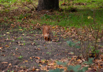 squirrel in the woods