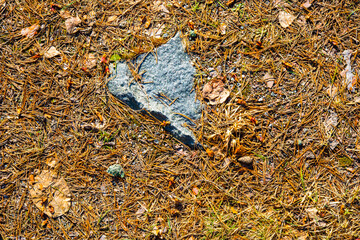Cones and needles from coniferous trees lie on the ground with rocks in the forest. Close up view from above