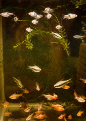 fish aquarium,